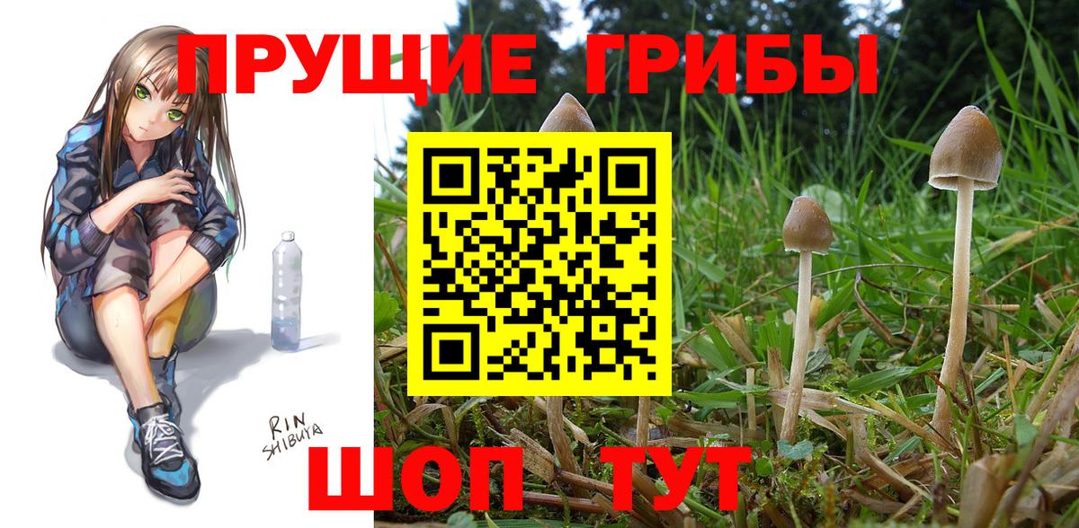 Псилоцибиновые грибы GOLDEN TEACHER  Вход с VPN  Гатчина 